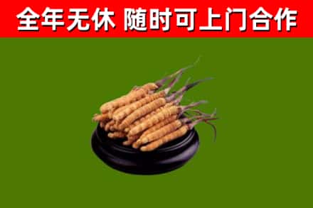 顺义区烟酒回收冬虫夏草.jpg